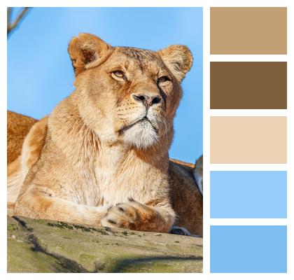 Wildlife Lion Fauna Animal Wild Animal Big Cat Mammal Nature Image